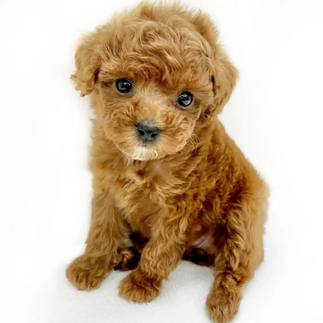 トイ・プードル