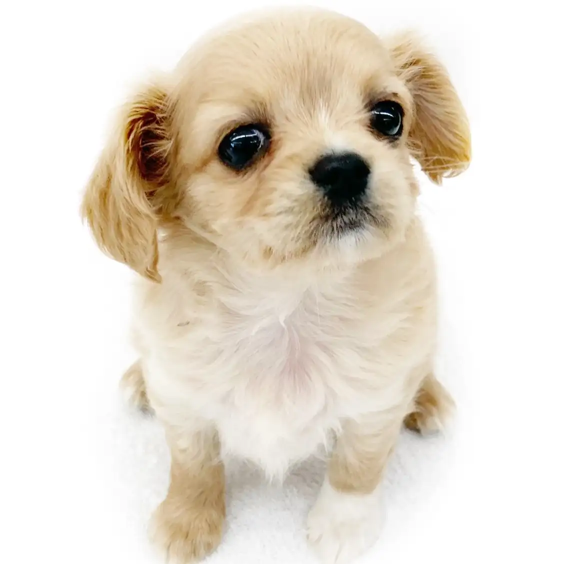 MIX（チワワ×キャバリアキングチャールズスパニエル）