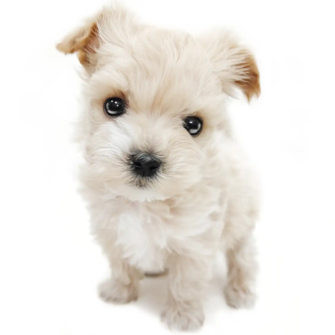 MIX(トイプードル×マルチーズ)