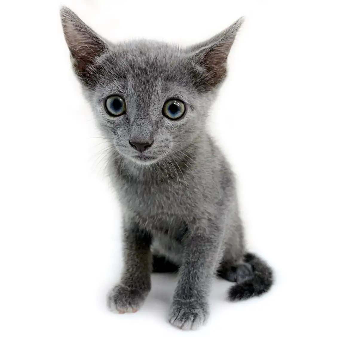 ロシアンブルー