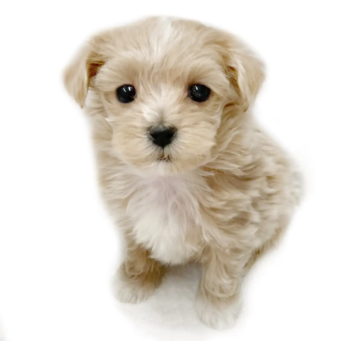 MIX(トイプードル×マルチーズ)