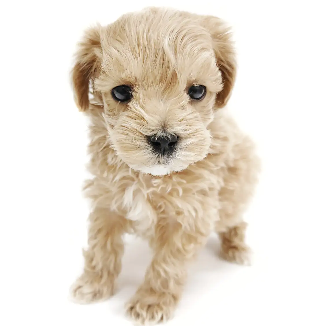 MIX（トイプードル×マルチーズ）