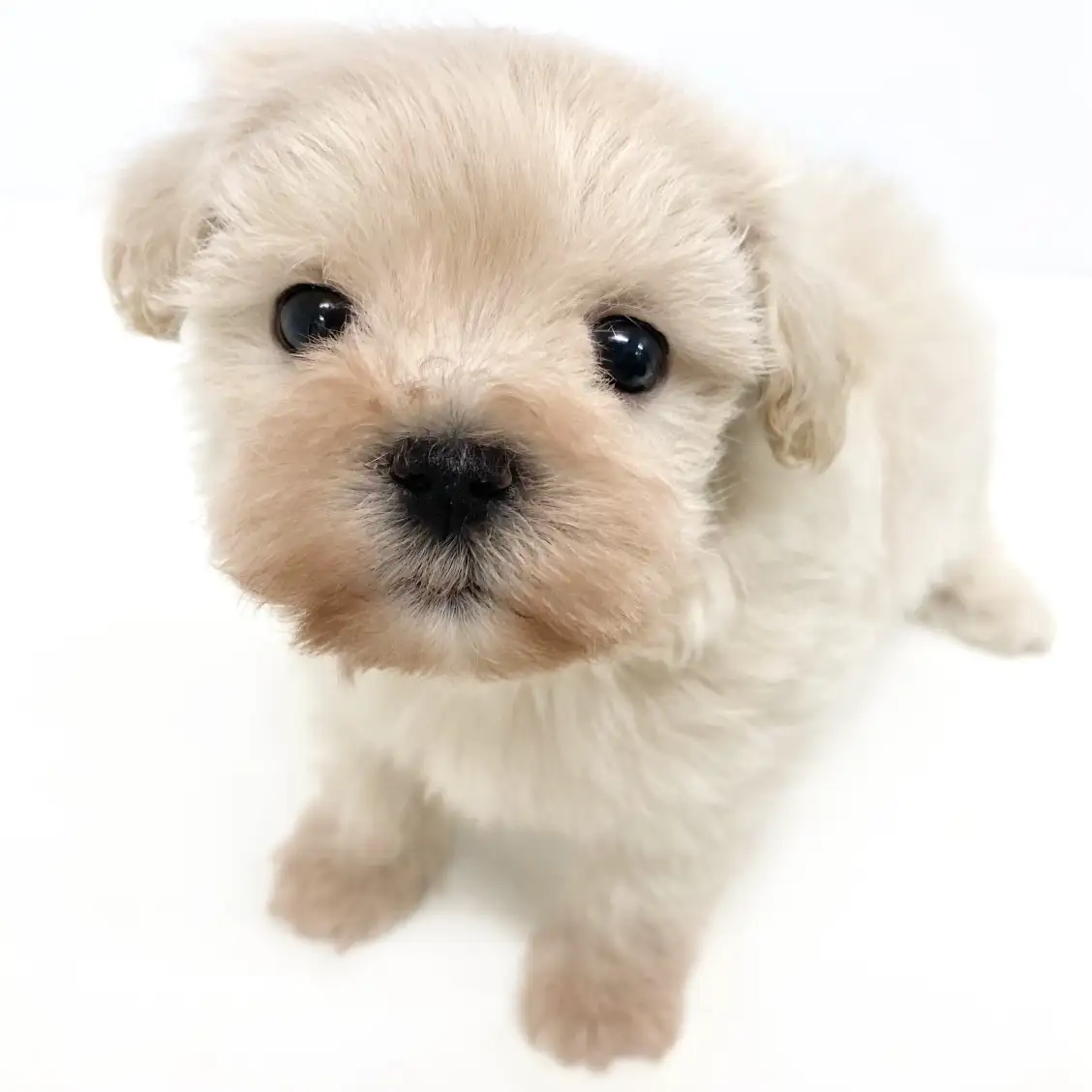 MIX(トイプードル×マルチーズ)