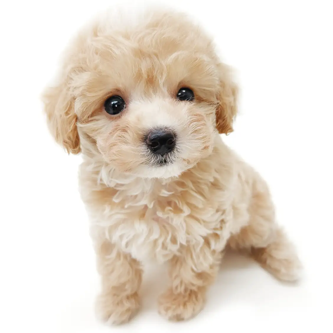 MIX(マルチーズ×トイプードル)