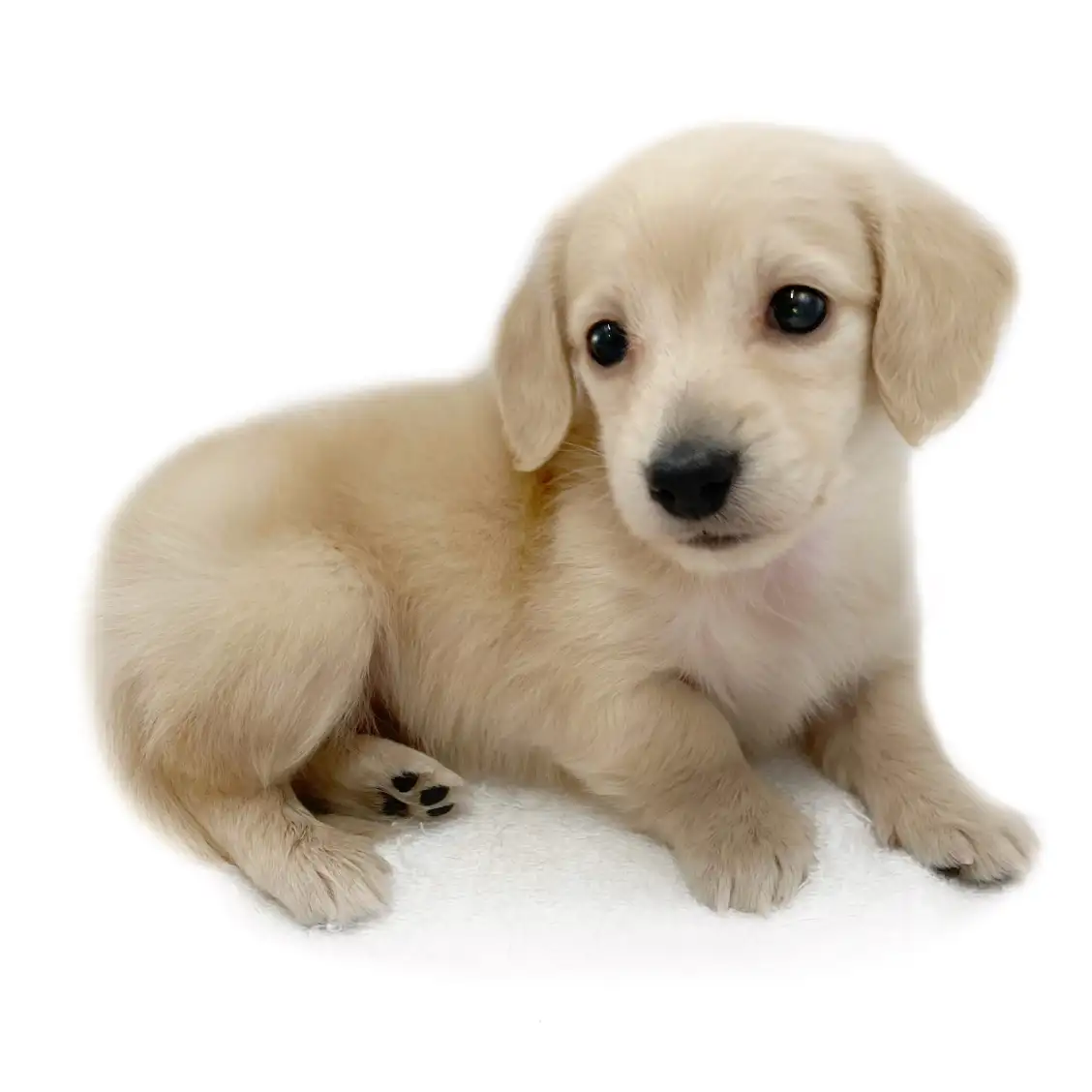 カニンヘン・ダックスフント