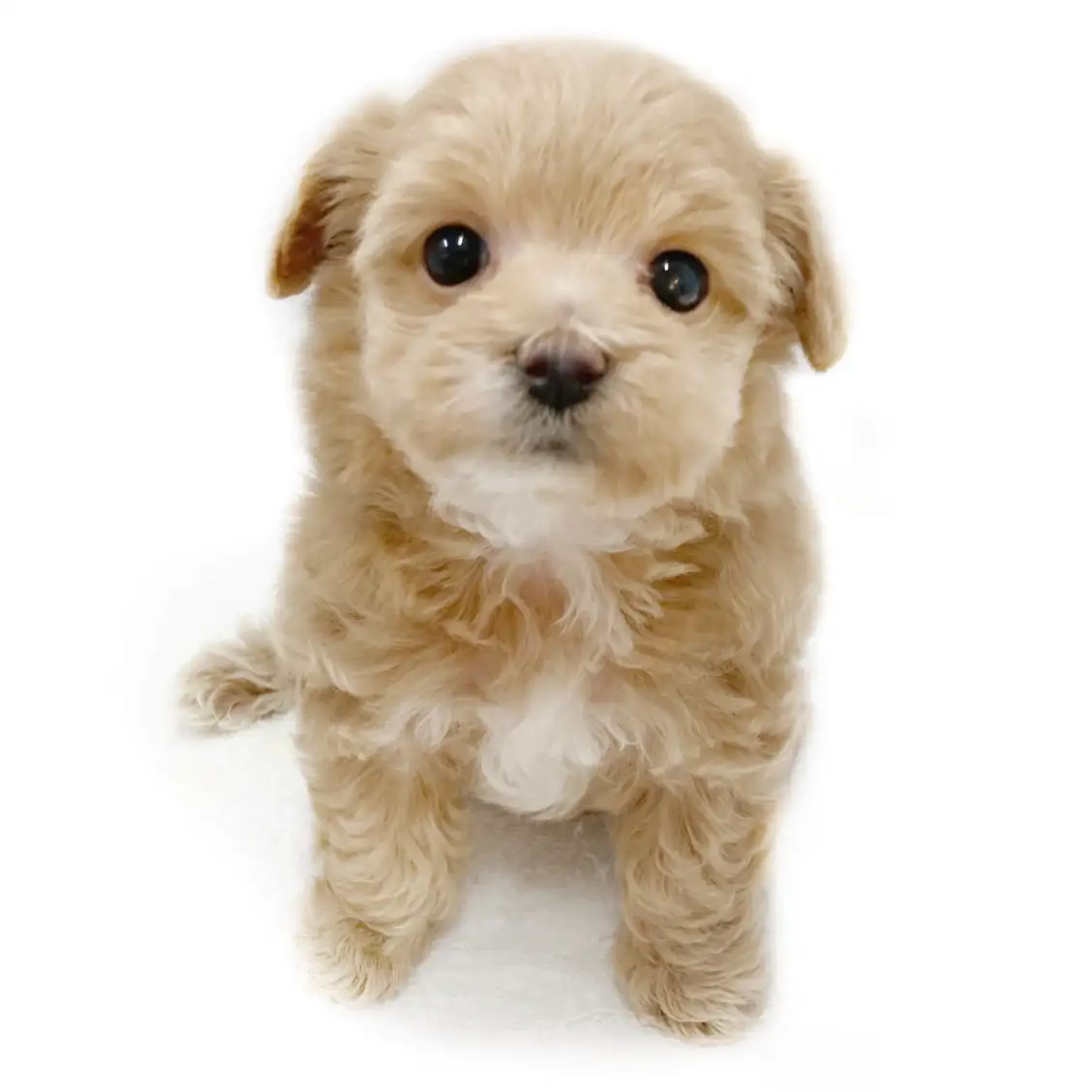 MIX(マルチーズ×トイプードル)