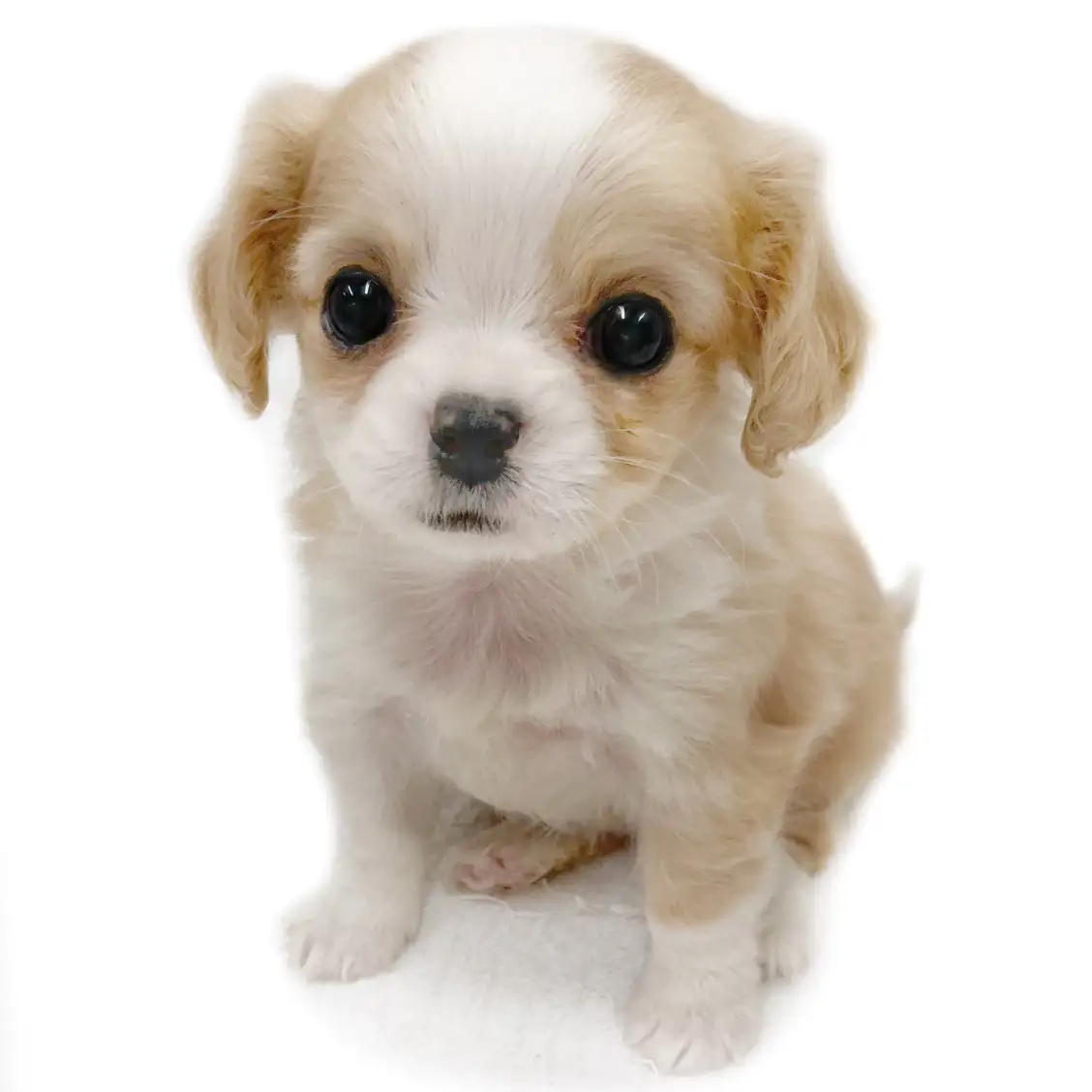 MIX（チワワ×キャバリアキングチャールズスパニエル）