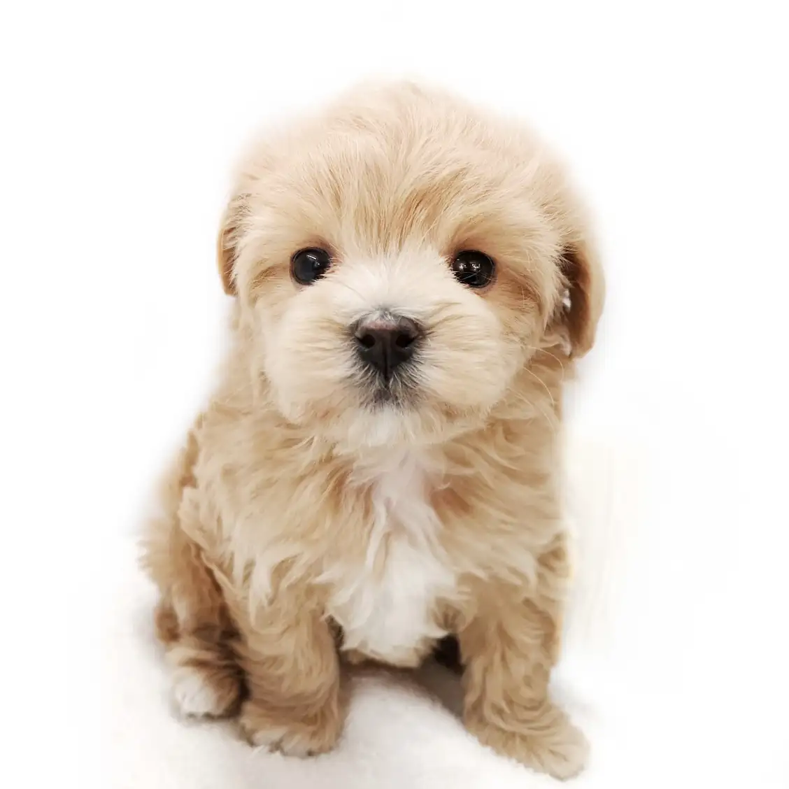 MIX(トイプードル×マルチーズ)