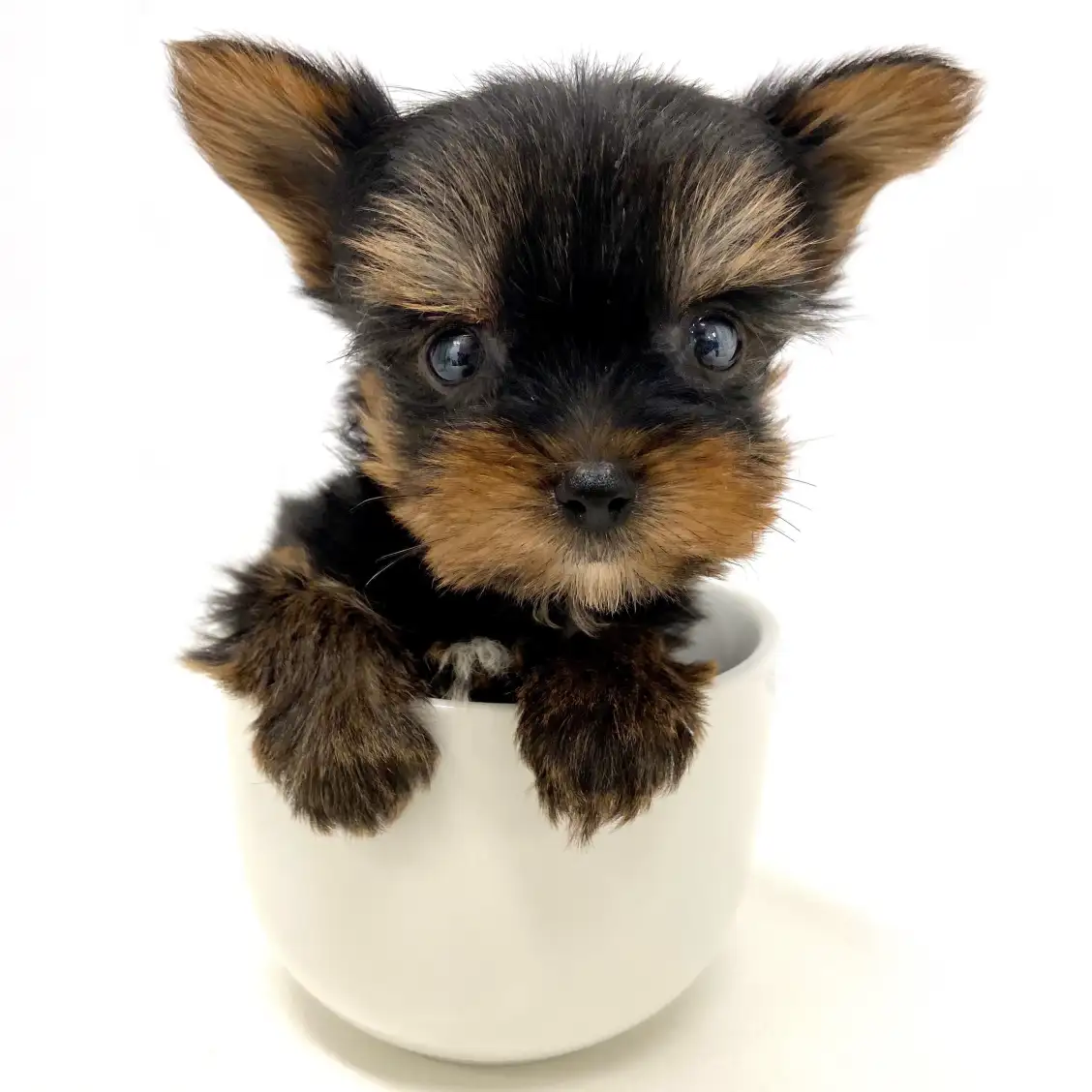 ヨークシャーテリア