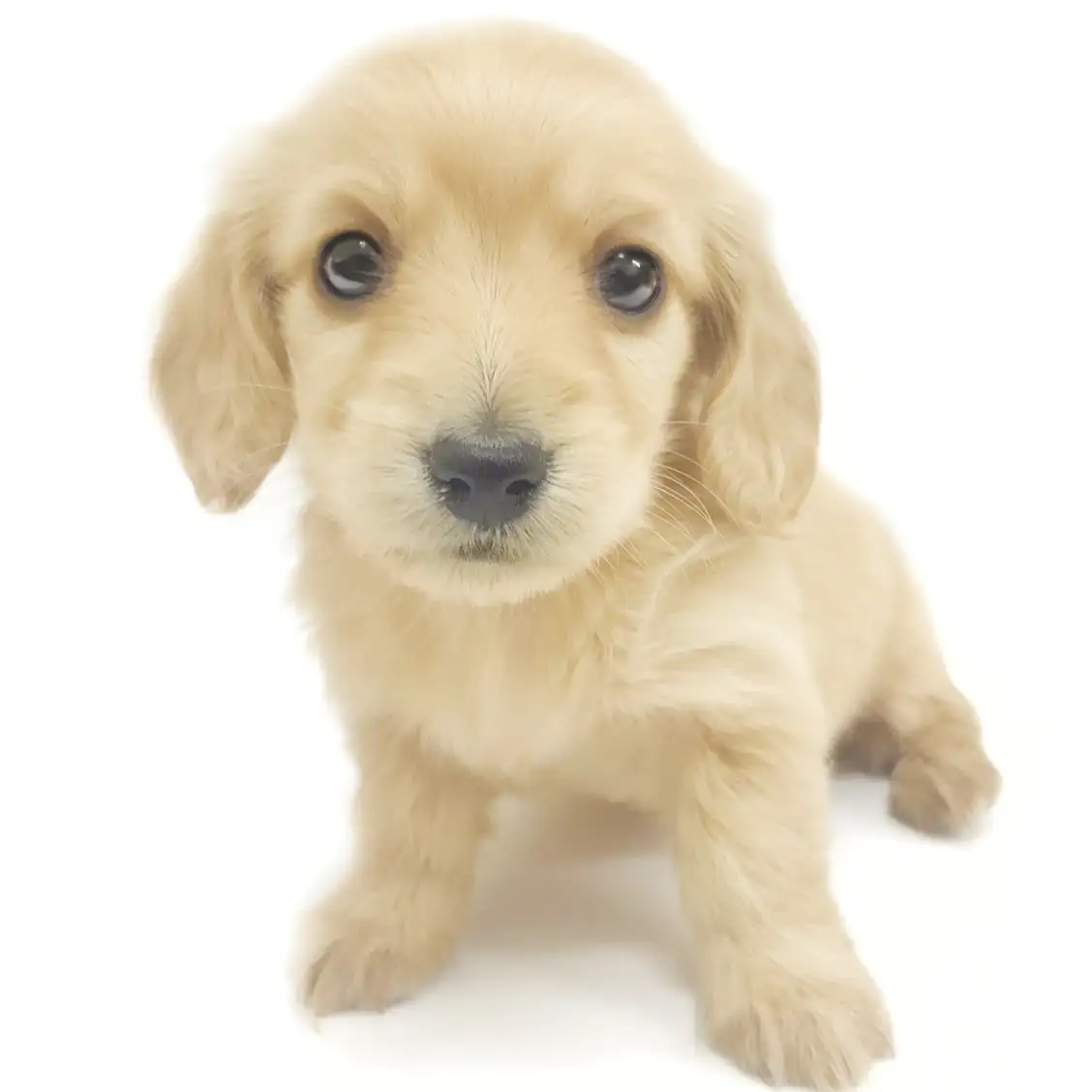 カニンヘン・ダックスフント