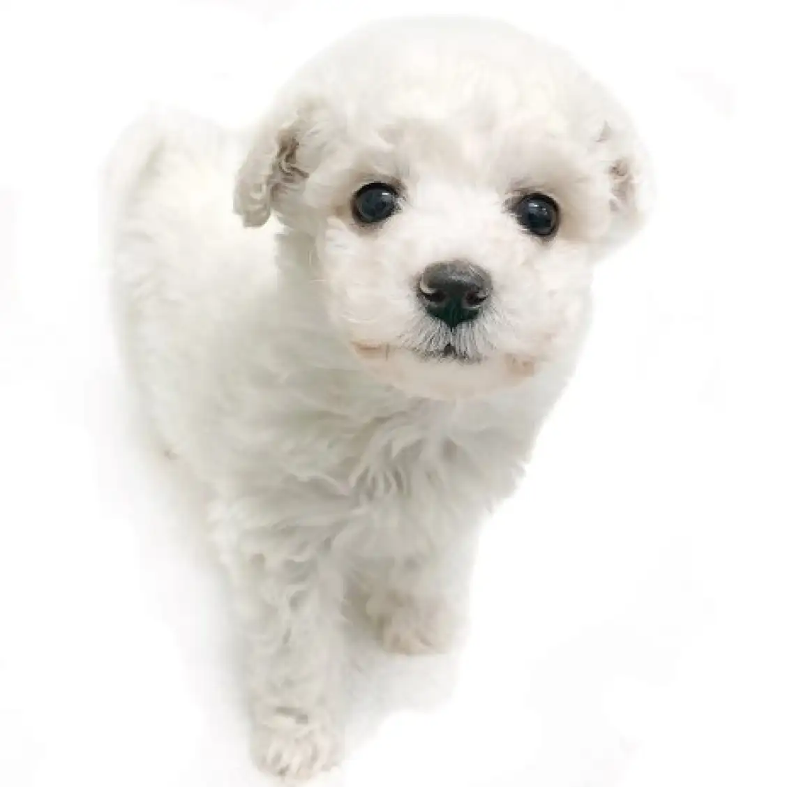 ビションフリーゼ