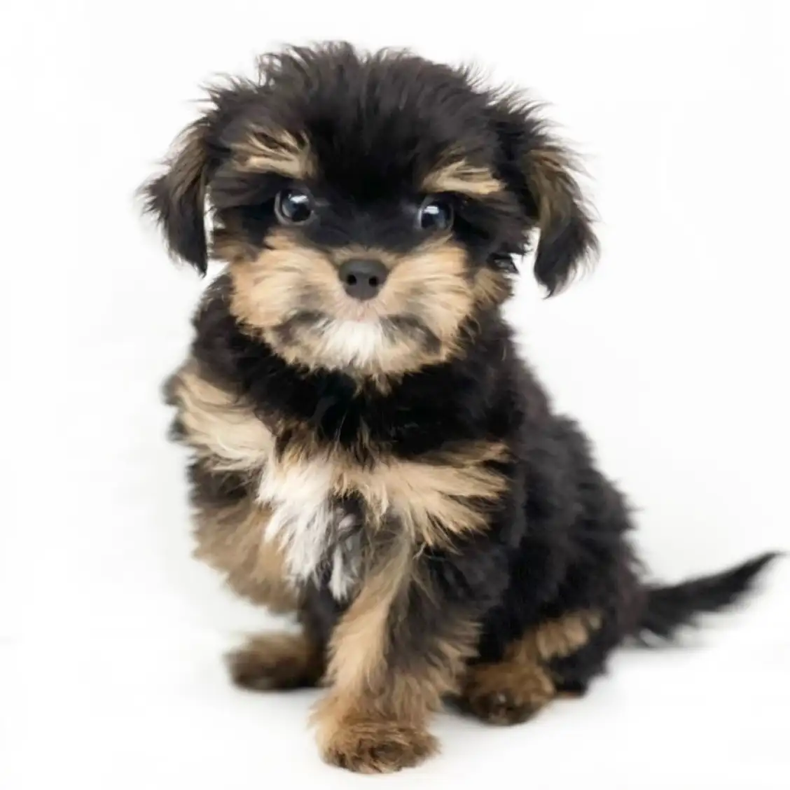 MIX(チワワ×マルチーズ)