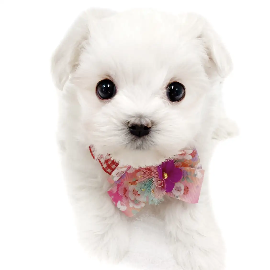 MIX(チワワ×マルチーズ)