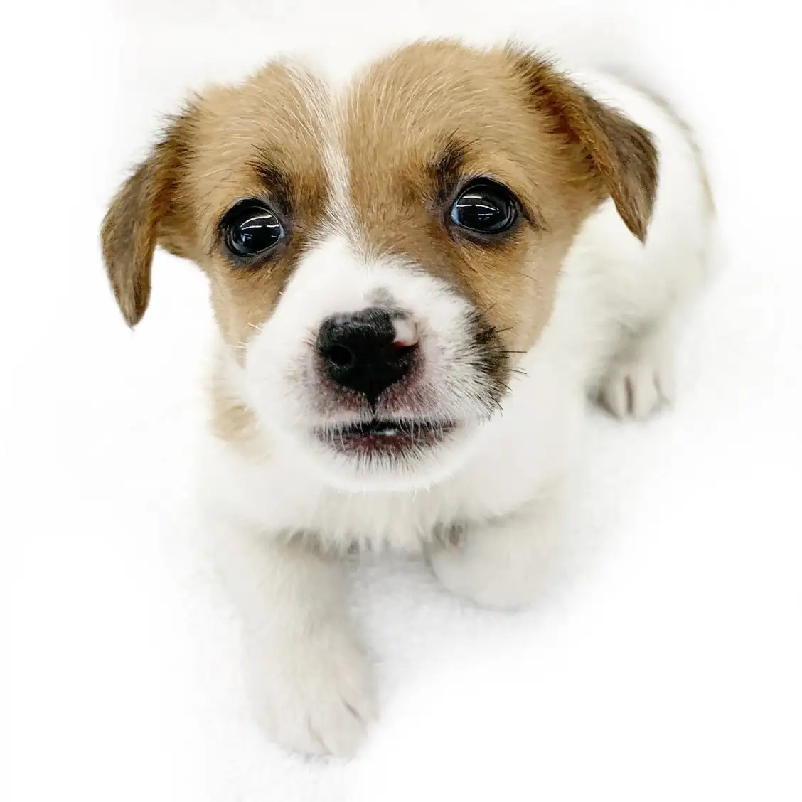 ジャックラッセルテリア