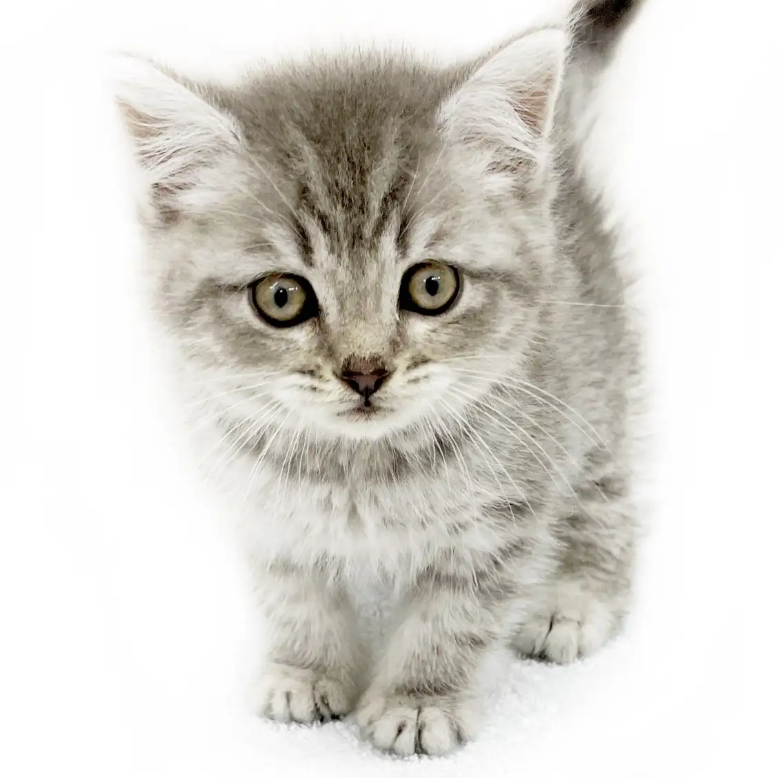 スコティッシュフォールド