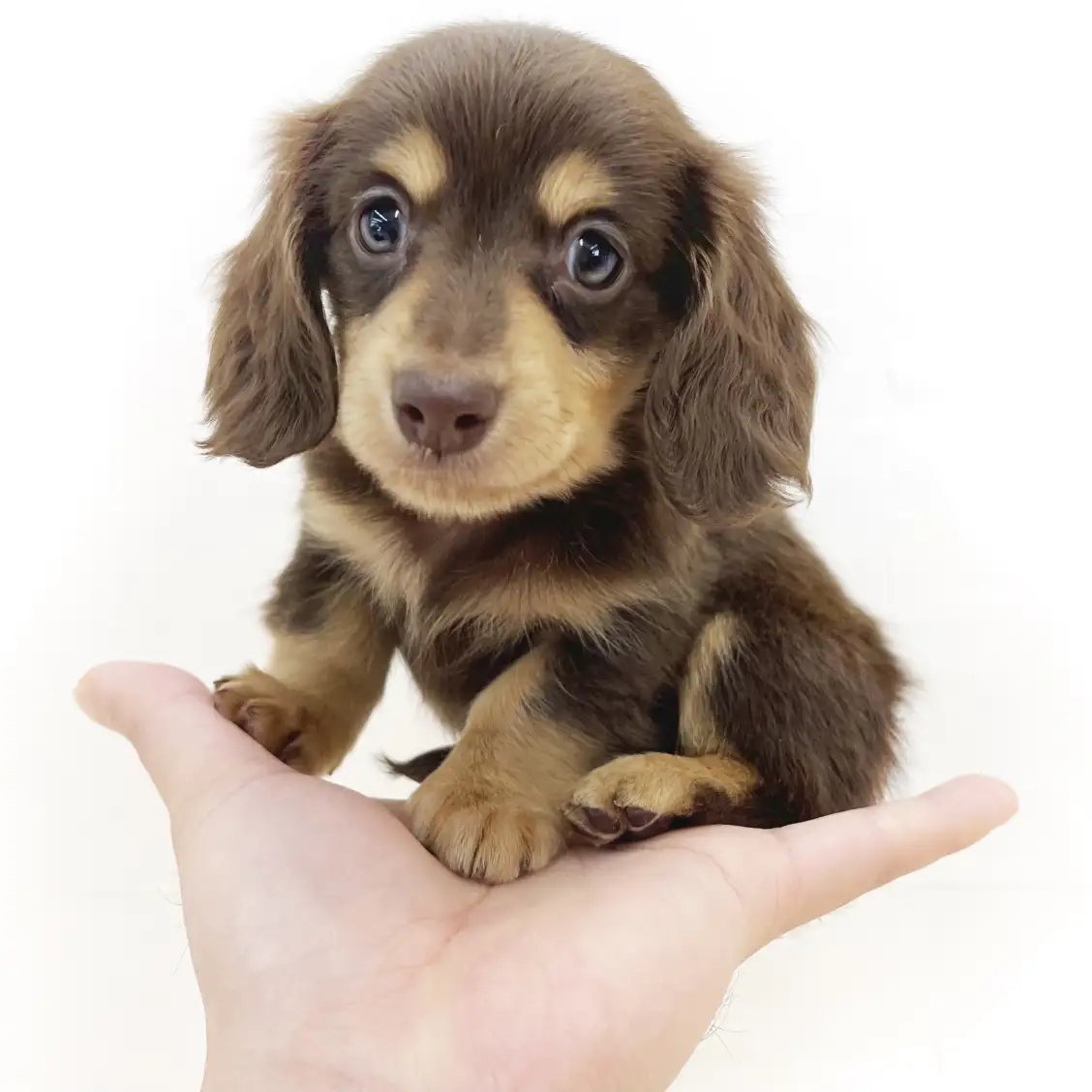 カニンヘン・ダックスフント