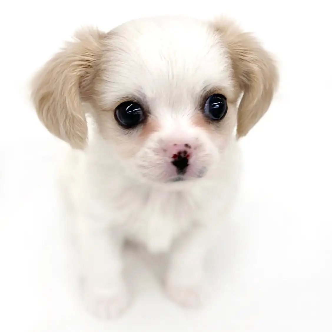 MIX（チワワ×キャバリアキングチャールズスパニエル）