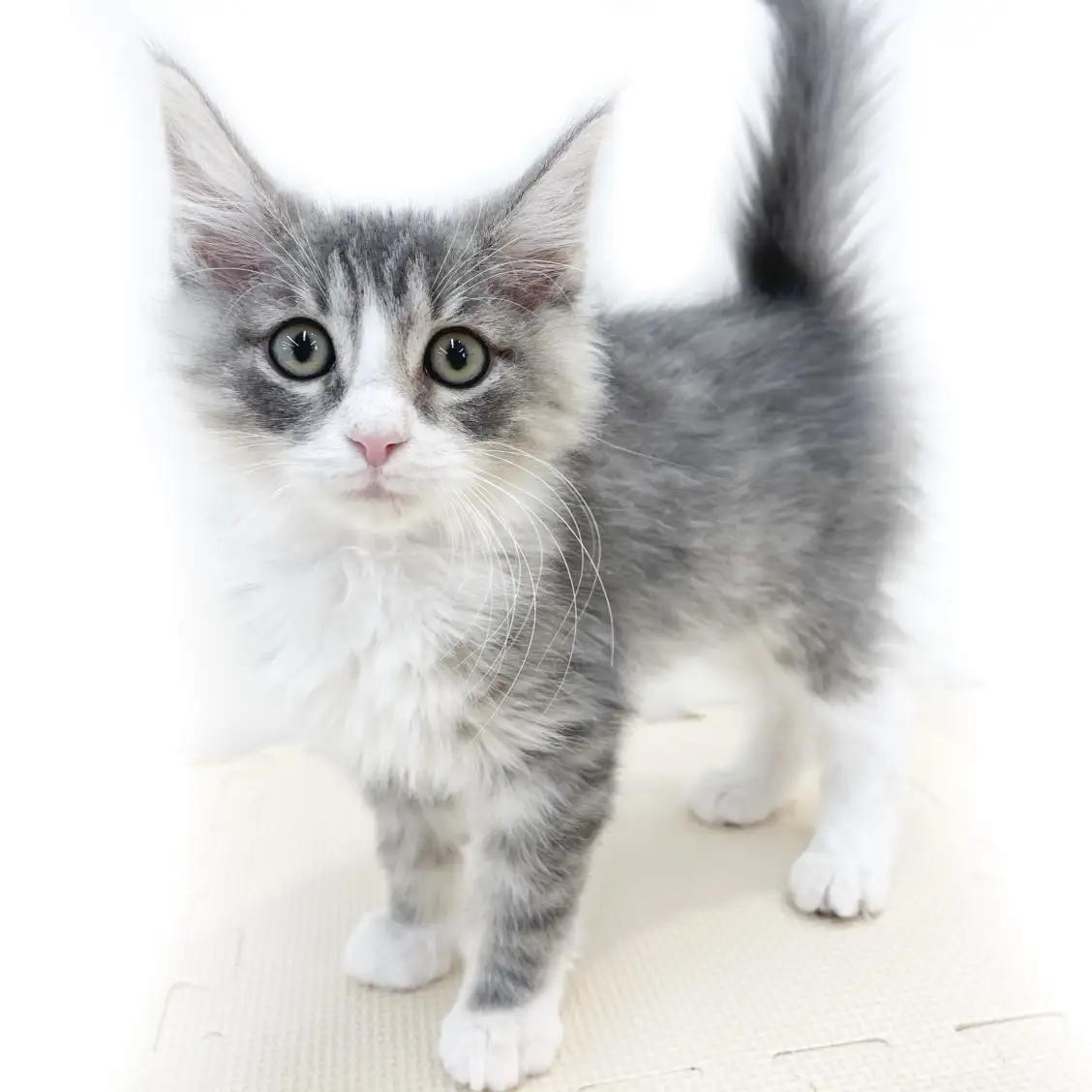 ノルウェージャンフォレストキャット