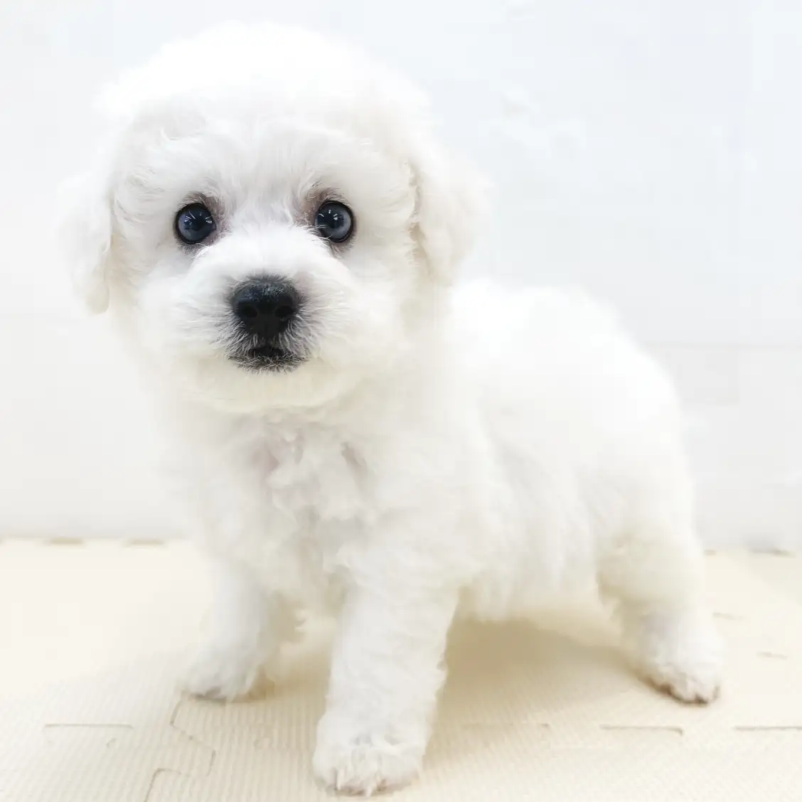 ビションフリーゼ