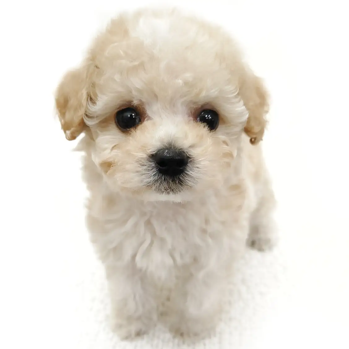 MIX(トイプードル×マルチーズ)