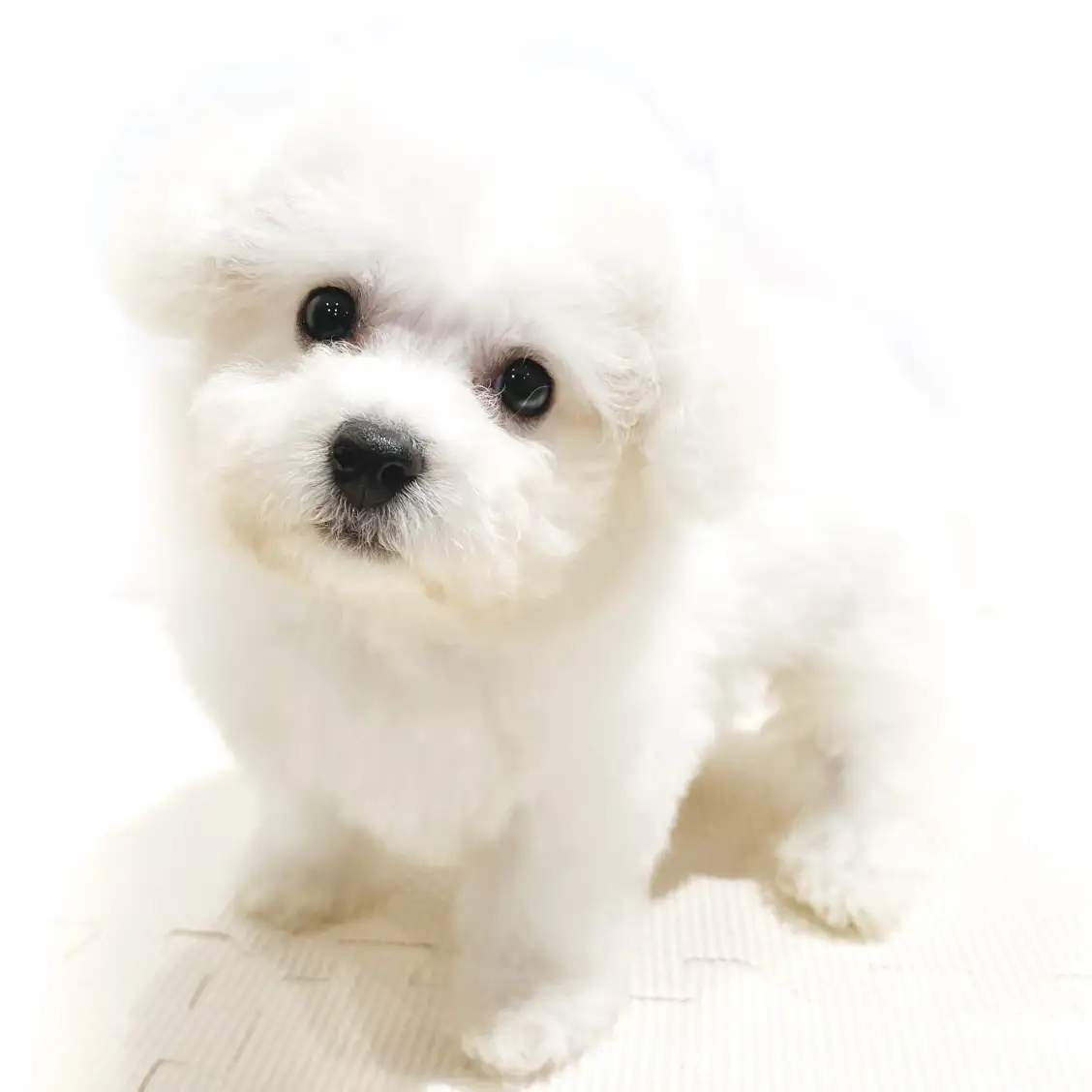 ビションフリーゼ