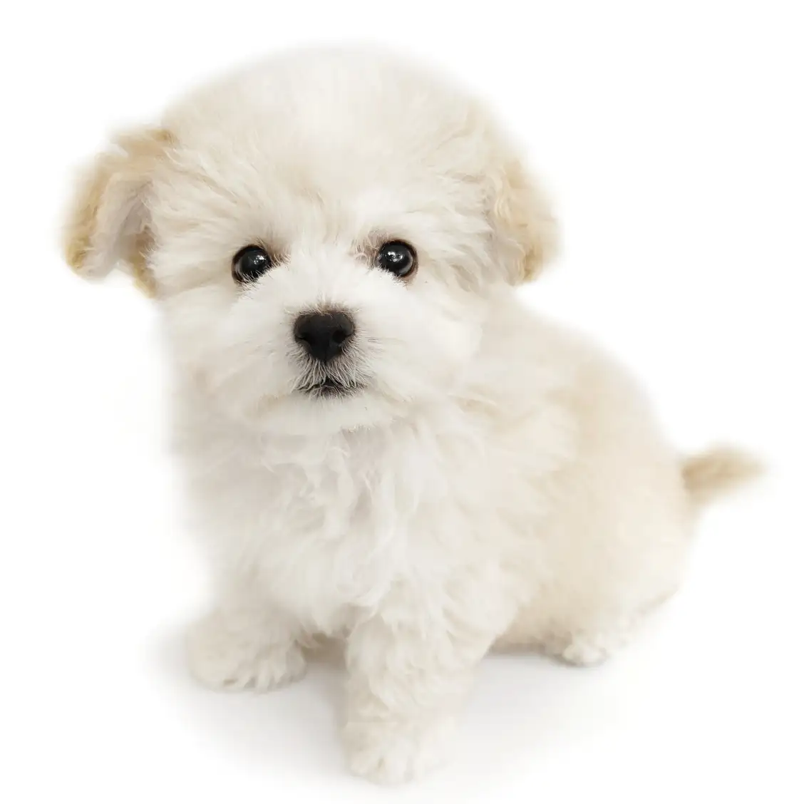 MIX（マルチーズ×トイプードル）