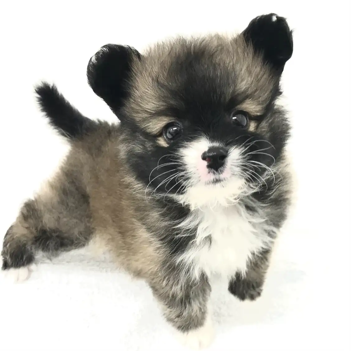 MIX（ポメラニアン×トイプードル）