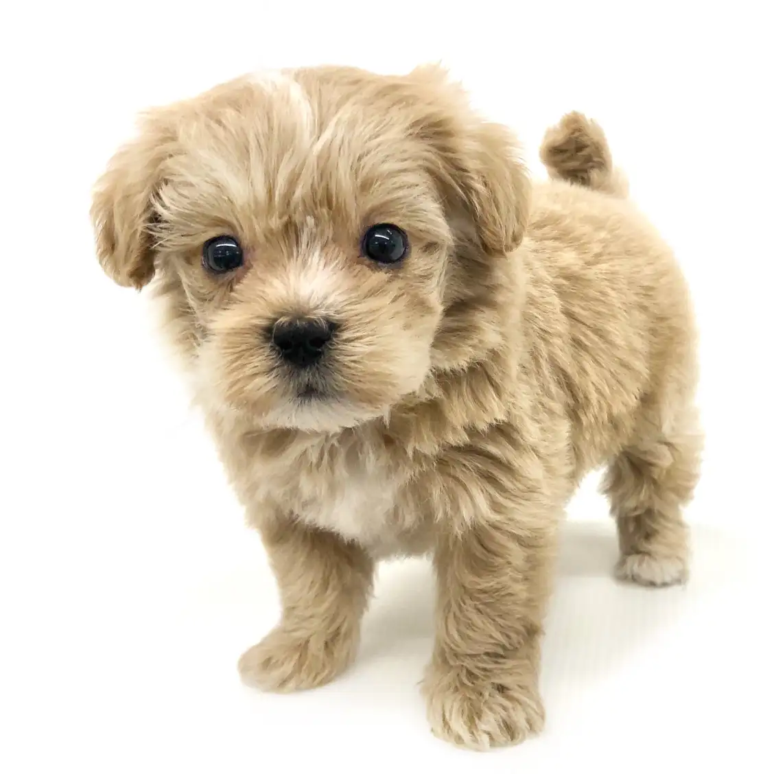 MIX(トイプードル×マルチーズ)