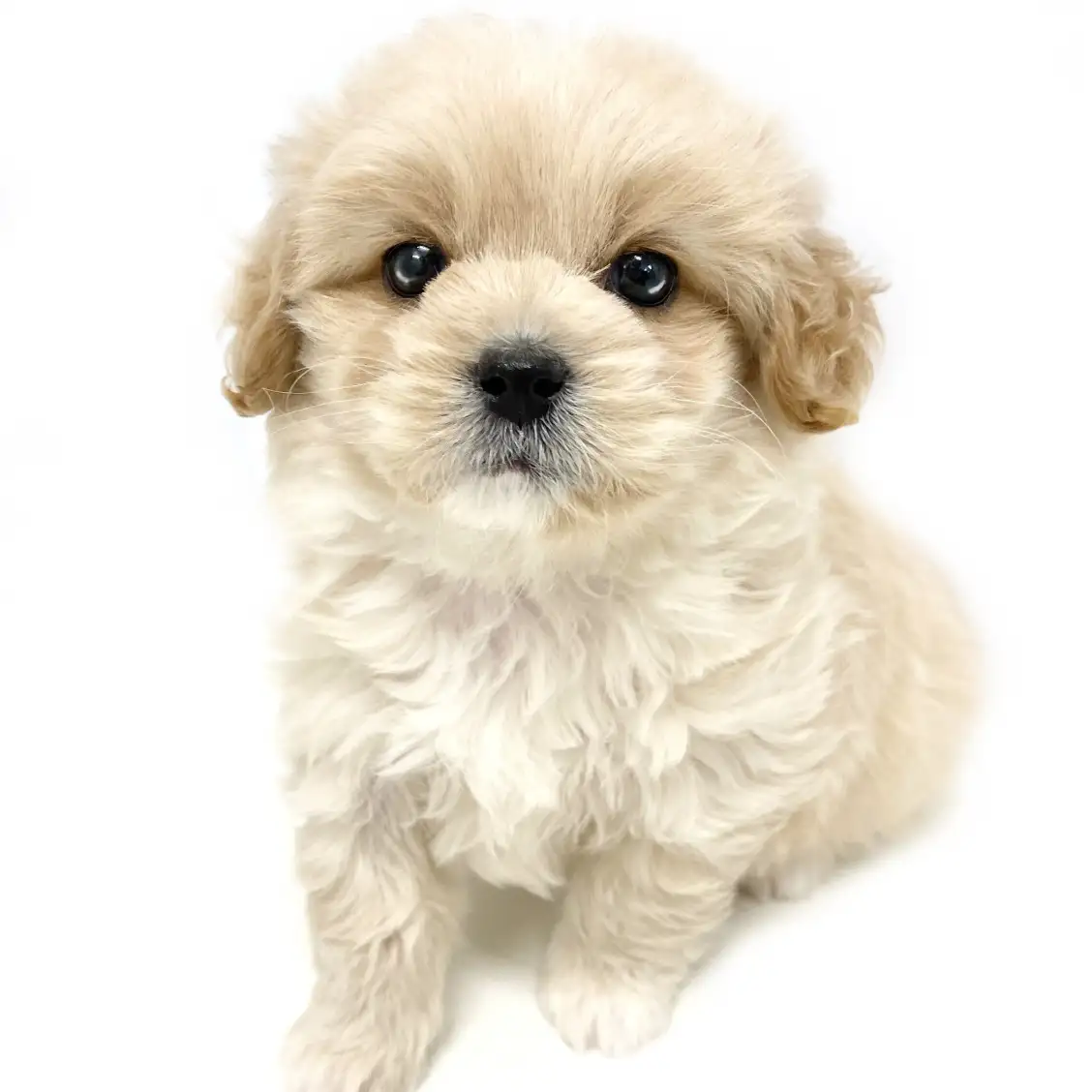 MIX(ペキニーズ×トイプードル)