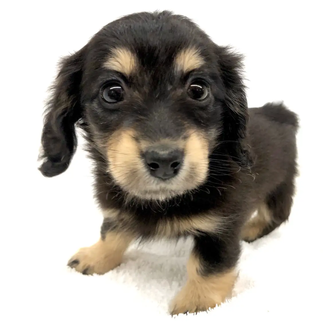 カニンヘン・ダックスフント