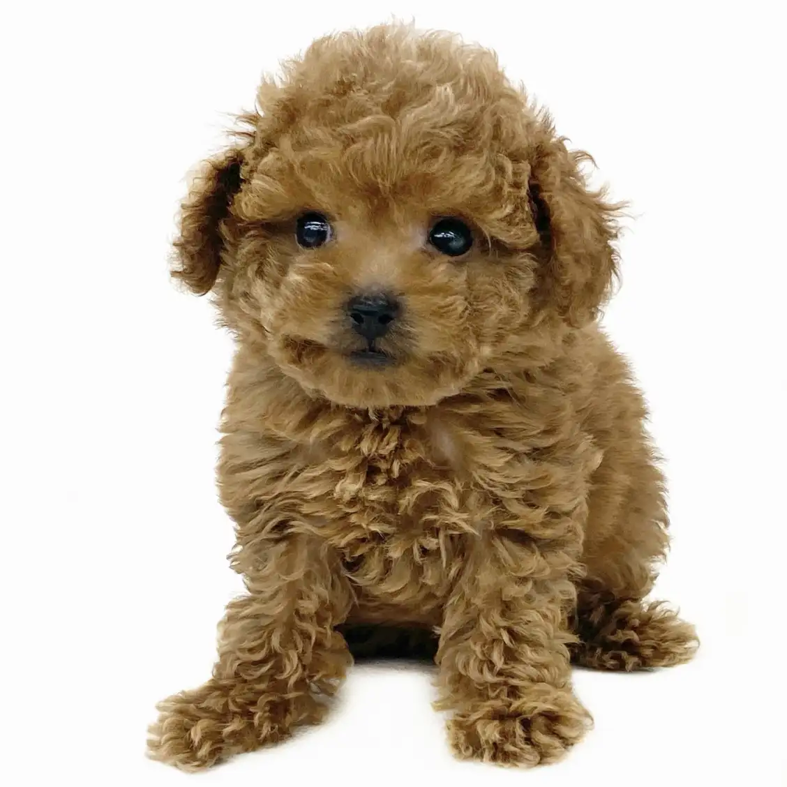 トイ・プードル