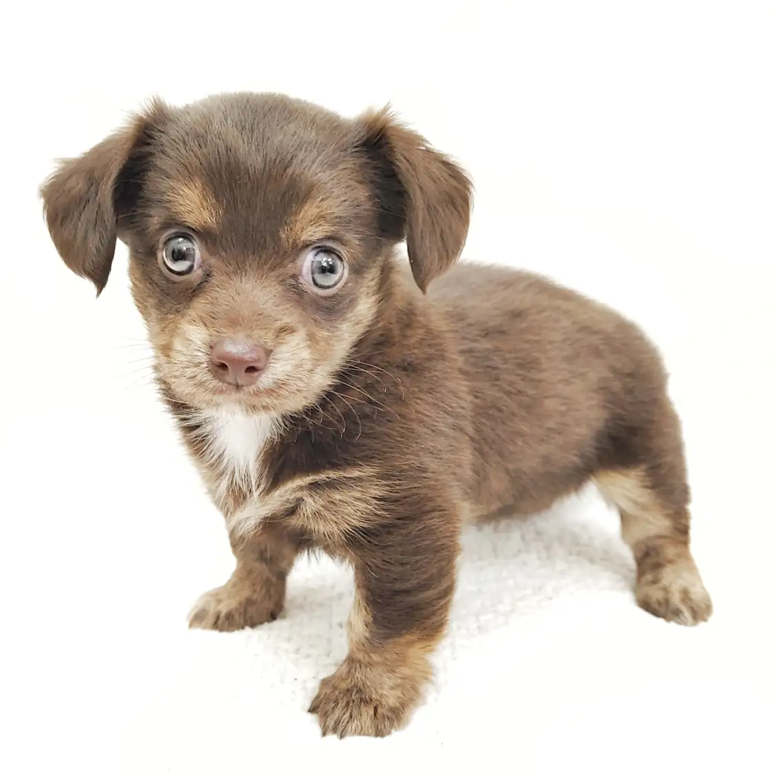 MIX(チワワ×ミニチュアダックスフント)