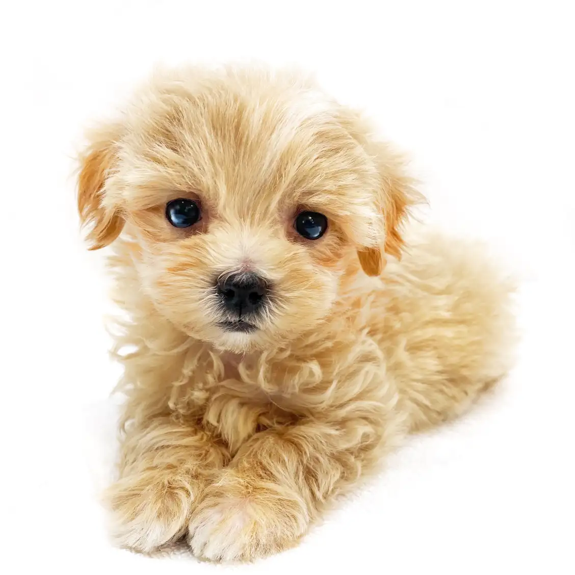 MIX（マルチーズ×トイプードル）