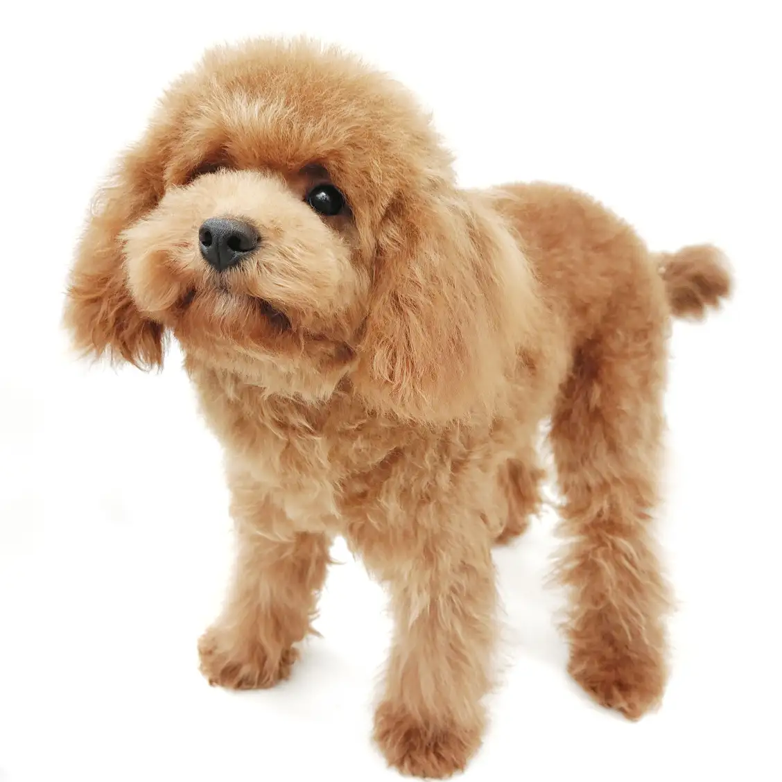 トイ・プードル