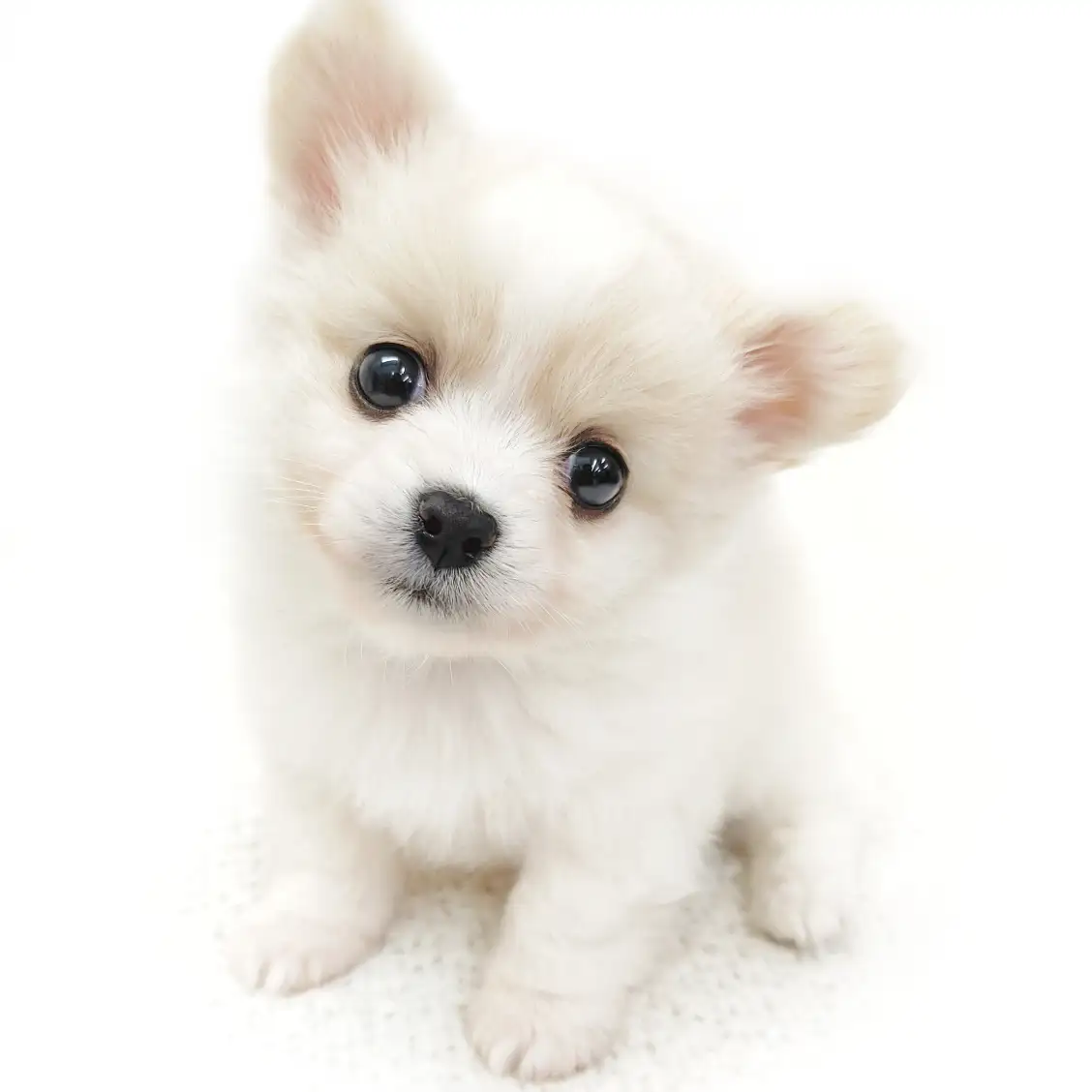 MIX(ポメラニアン×チワワ)