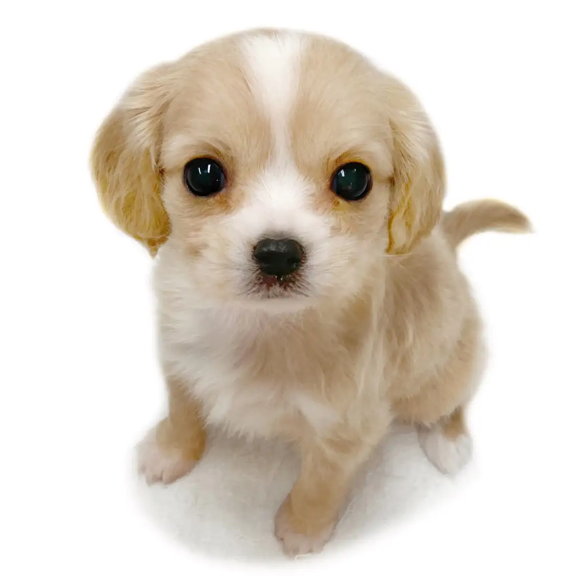 MIX（チワワ×キャバリアキングチャールズスパニエル）