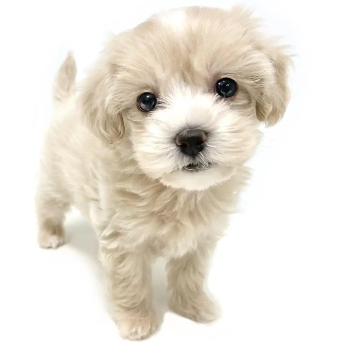 MIX(マルチーズ×トイプードル)