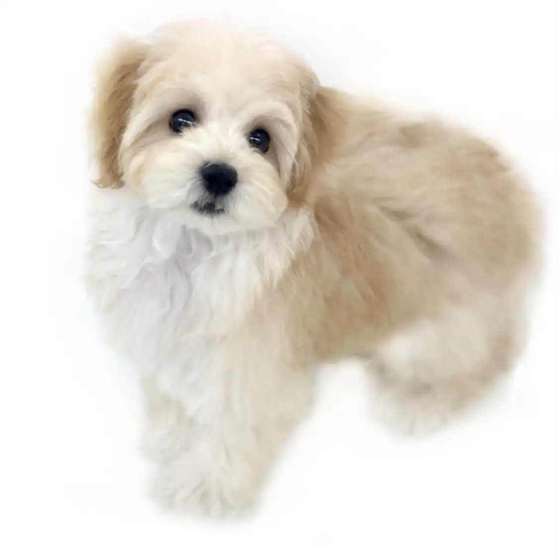 MIX(マルチーズ×トイプードル)