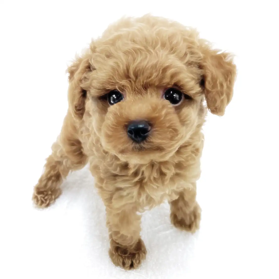 トイ・プードル