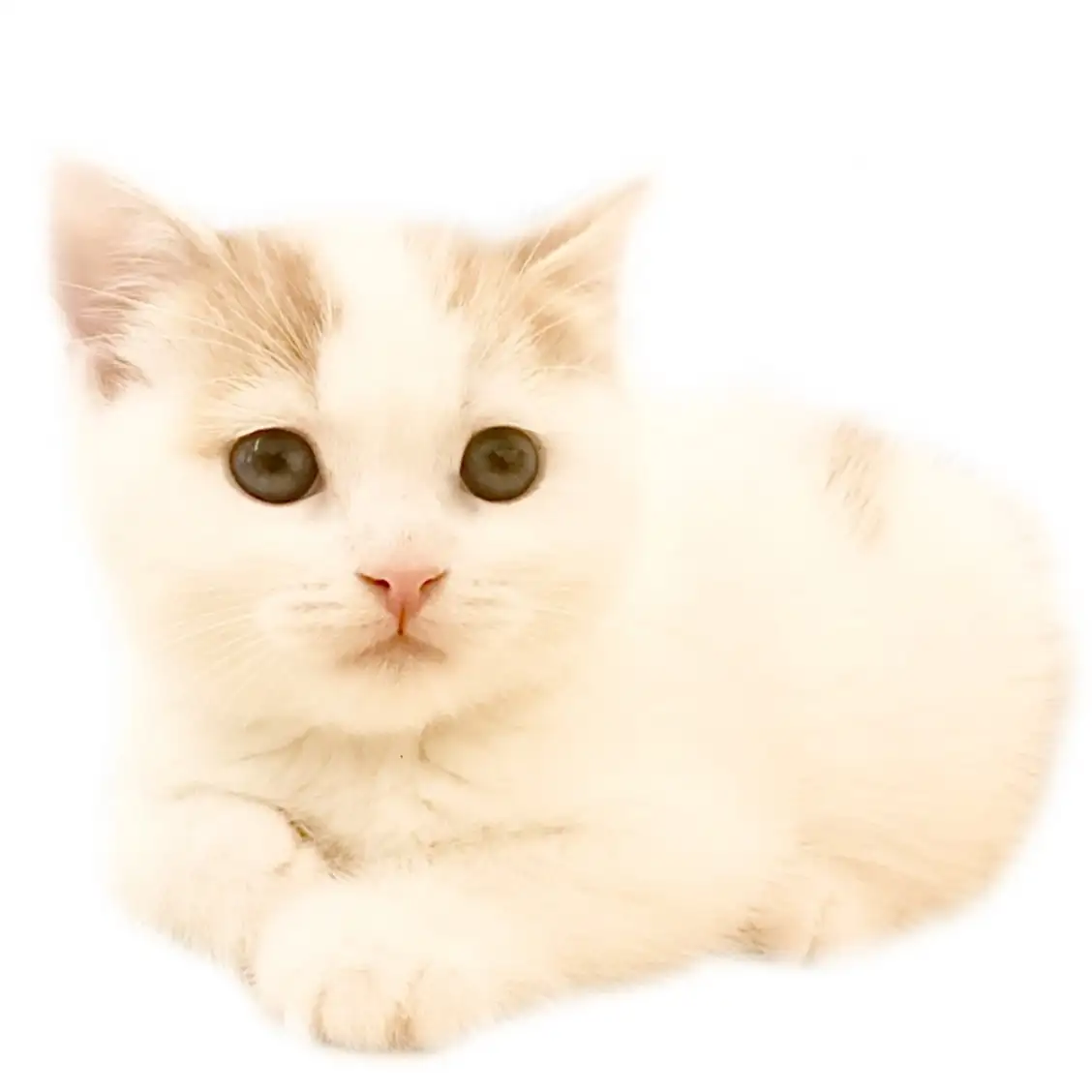 スコティッシュフォールド