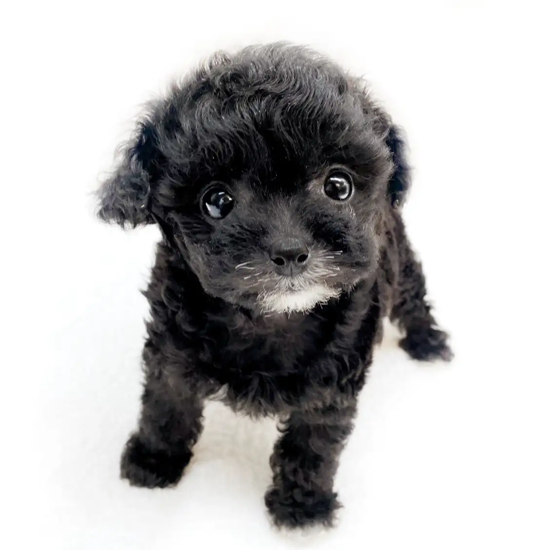 MIX（チワワ×トイプードル）