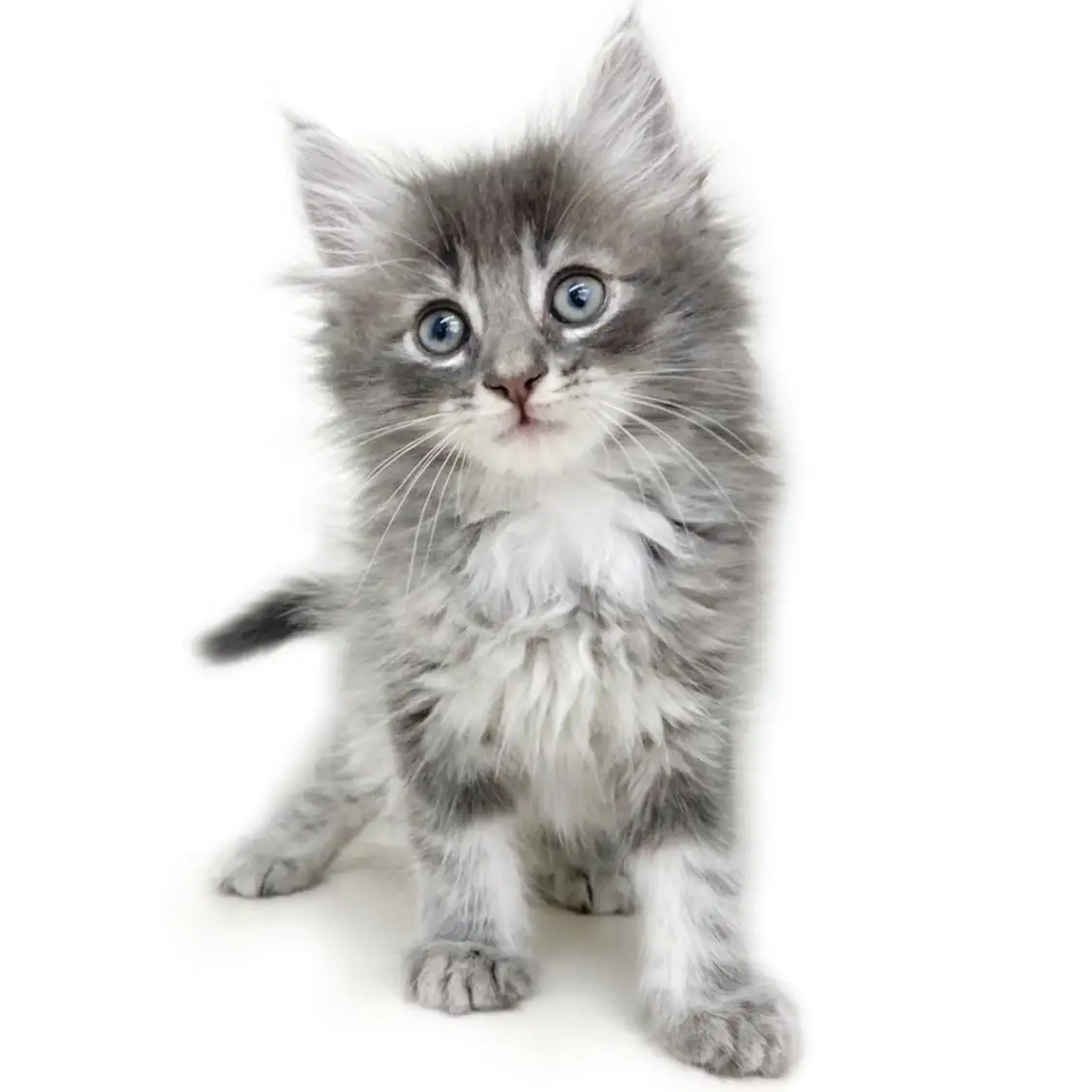 ノルウェージャンフォレストキャット