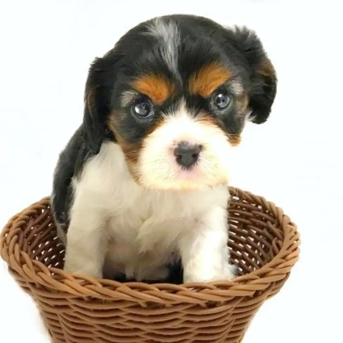 キャバリア・キングチャールズ・スパニエル