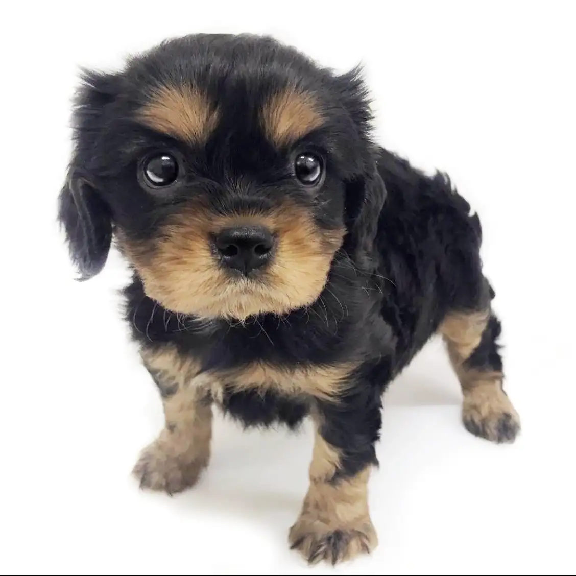 キャバリア・キングチャールズ・スパニエル