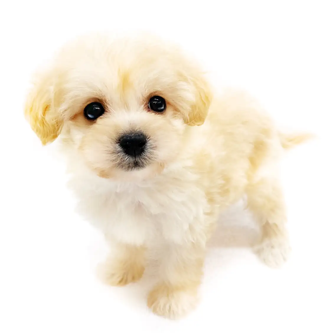 MIX（マルチーズ×トイプードル）