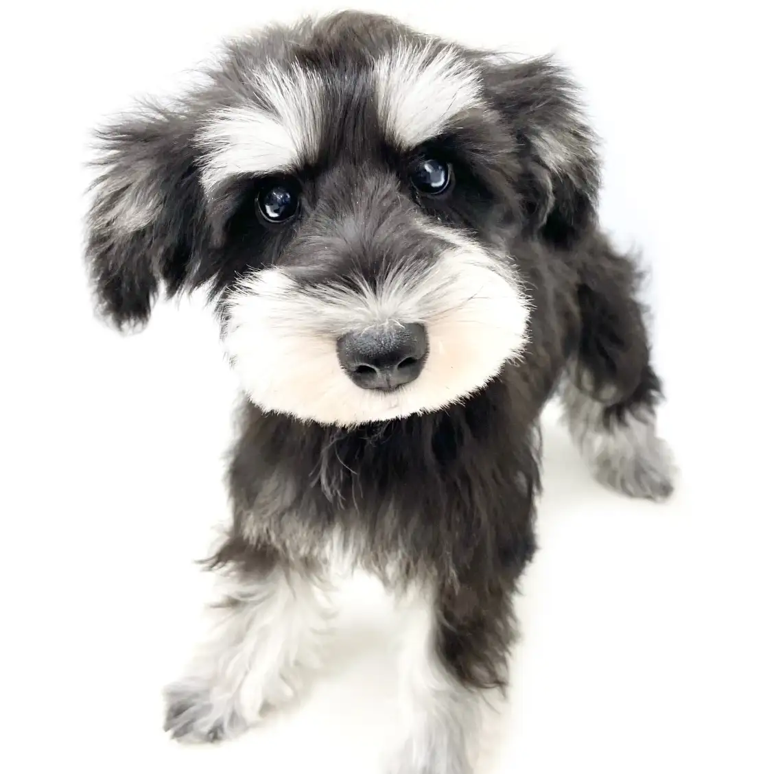 ミニチュア・シュナウザー