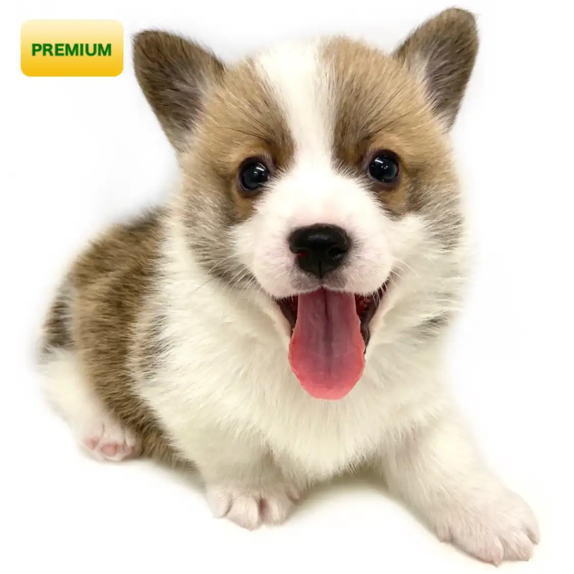 ウェルシュコーギーペンブローク