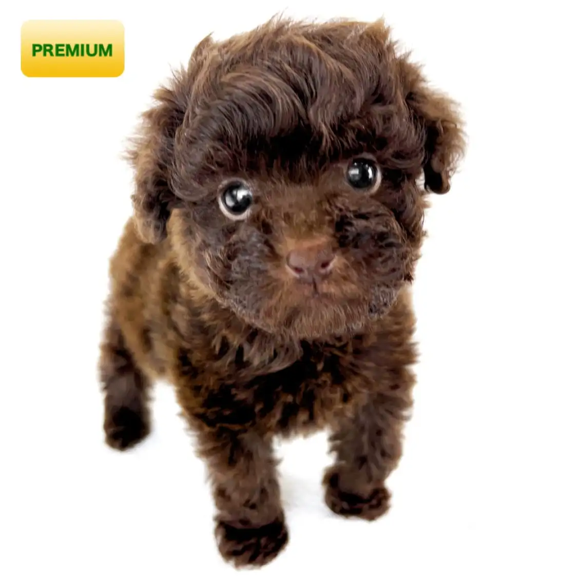 トイ・プードル