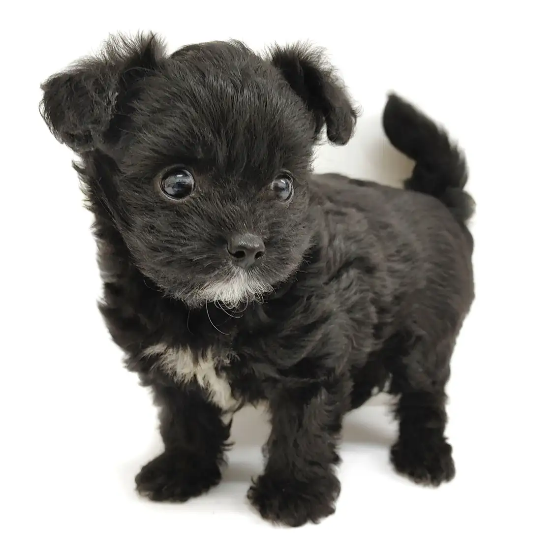 MIX（チワワ×トイプードル）