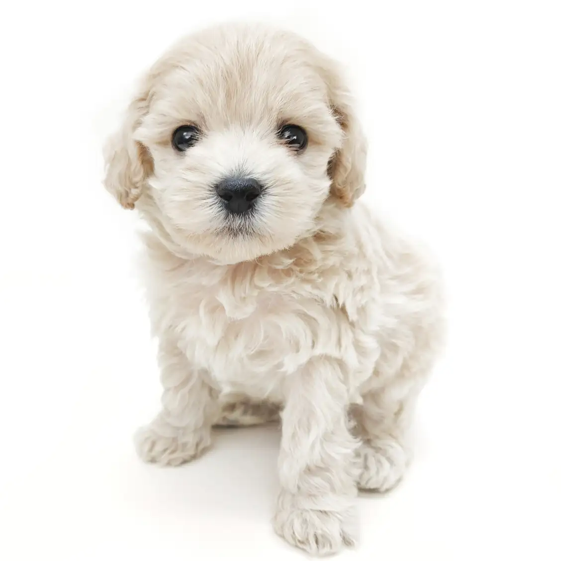 MIX(マルチーズ×トイプードル)